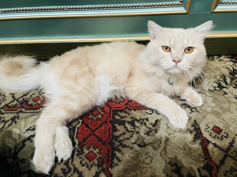 Persian Cat 1