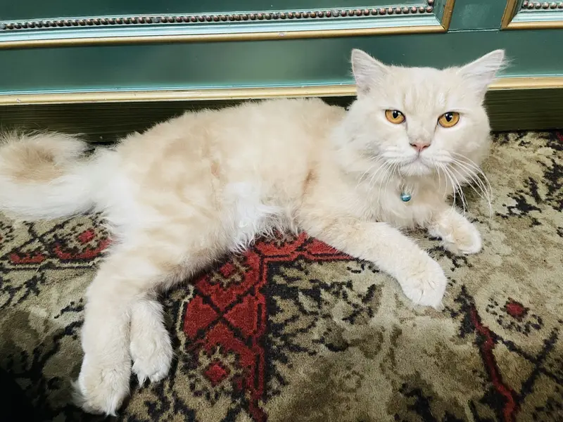 Persian Cat — photo 2