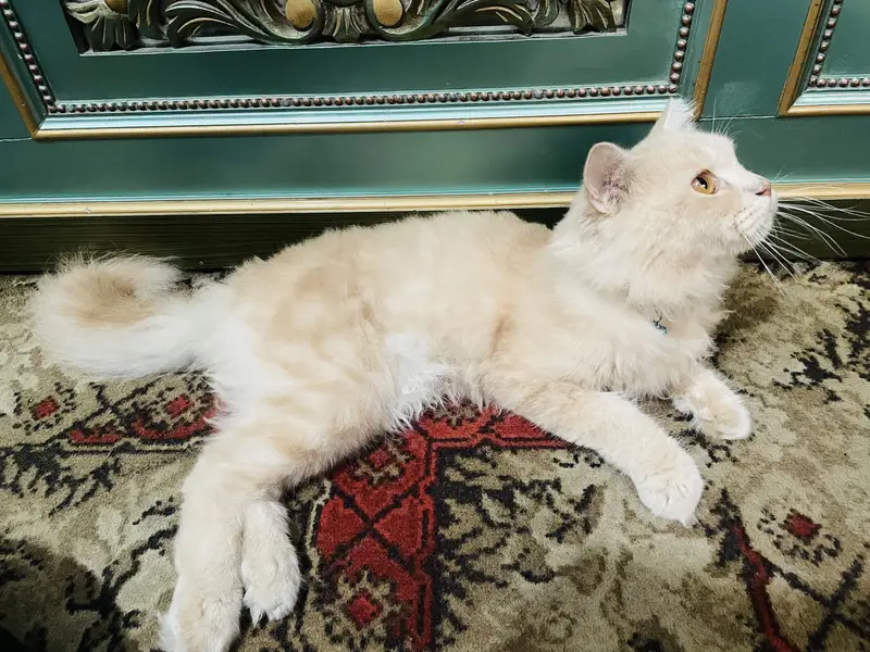 Persian Cat — photo 3