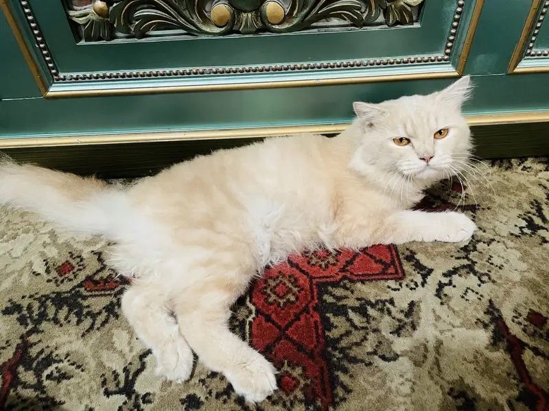 Persian Cat — photo 4