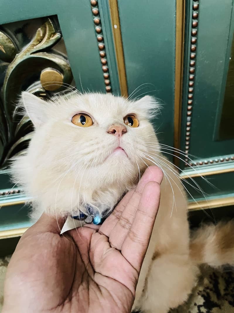 Persian Cat 4