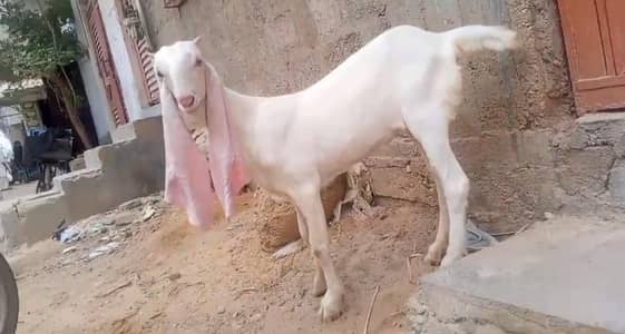 female gulabi