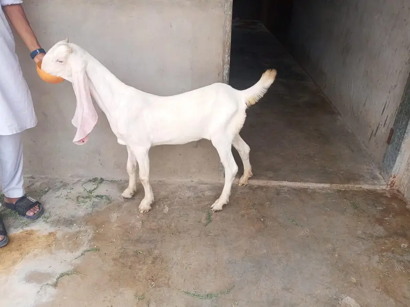 female gulabi — photo 2