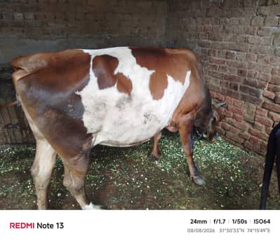 Cow or wachi 2 year
