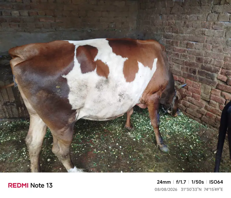Cow or wachi 2 year