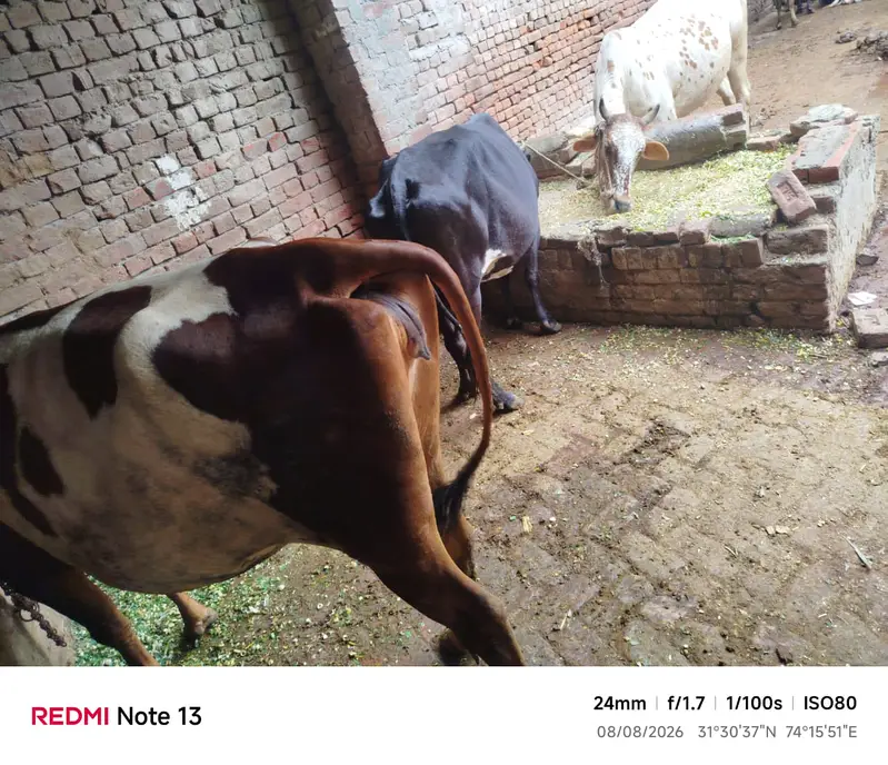 Cow or wachi 2 year — photo 2