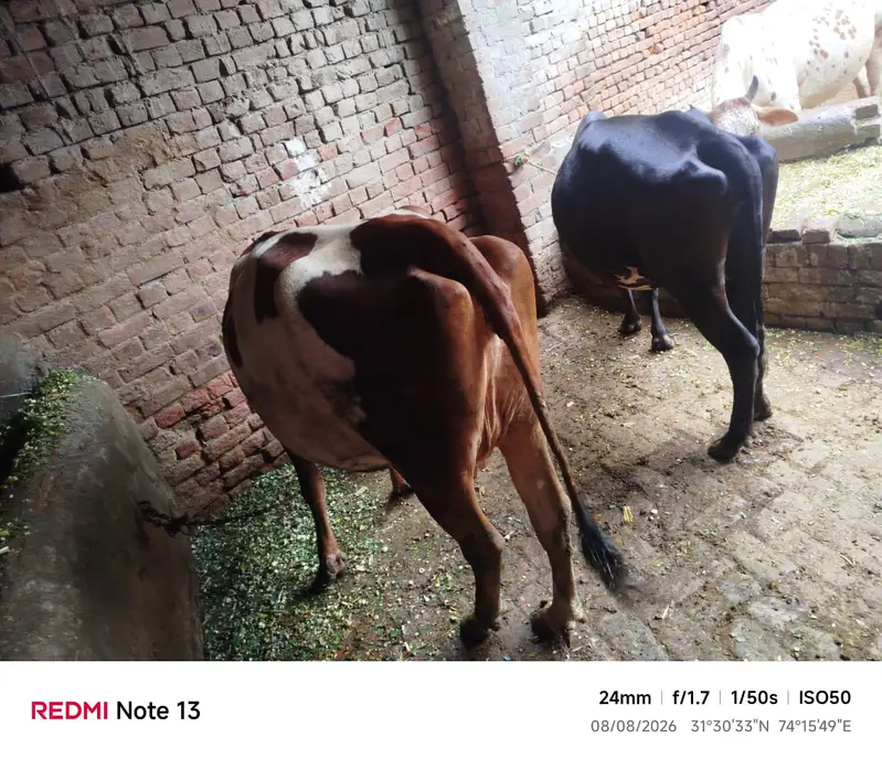 Cow or wachi 2 year — photo 3