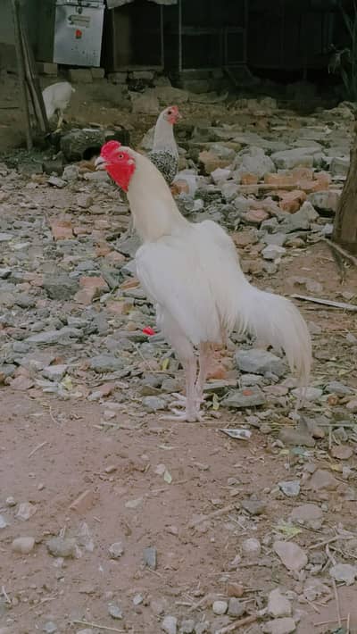 Aseel heera mianwali