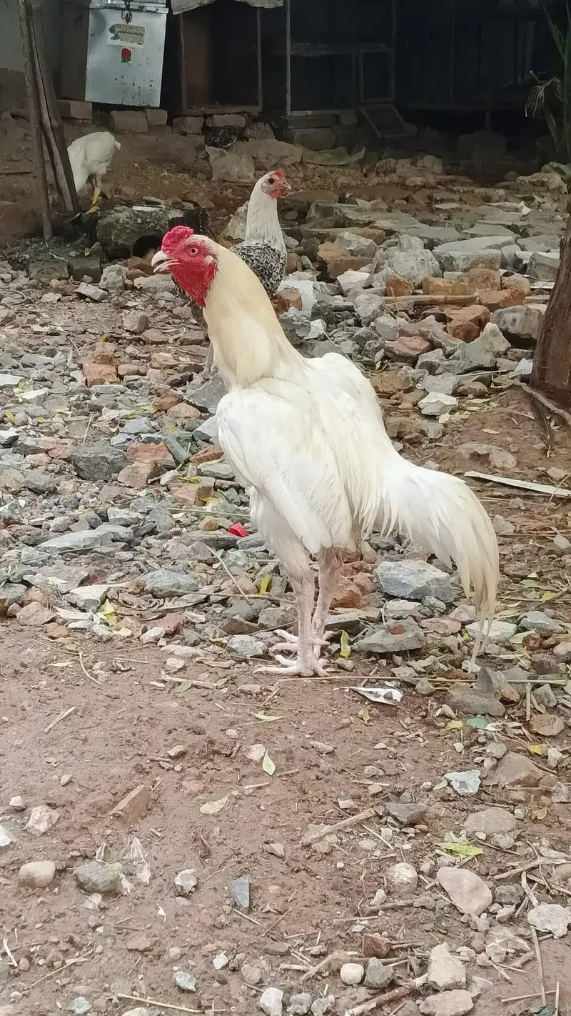 Aseel heera mianwali — photo 2