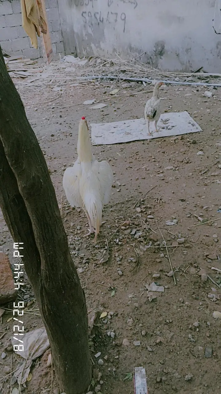 Aseel heera mianwali — photo 3