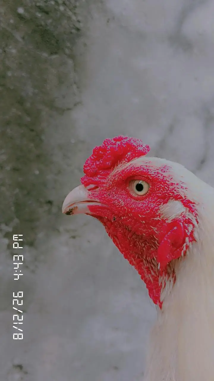 Aseel heera mianwali — photo 4