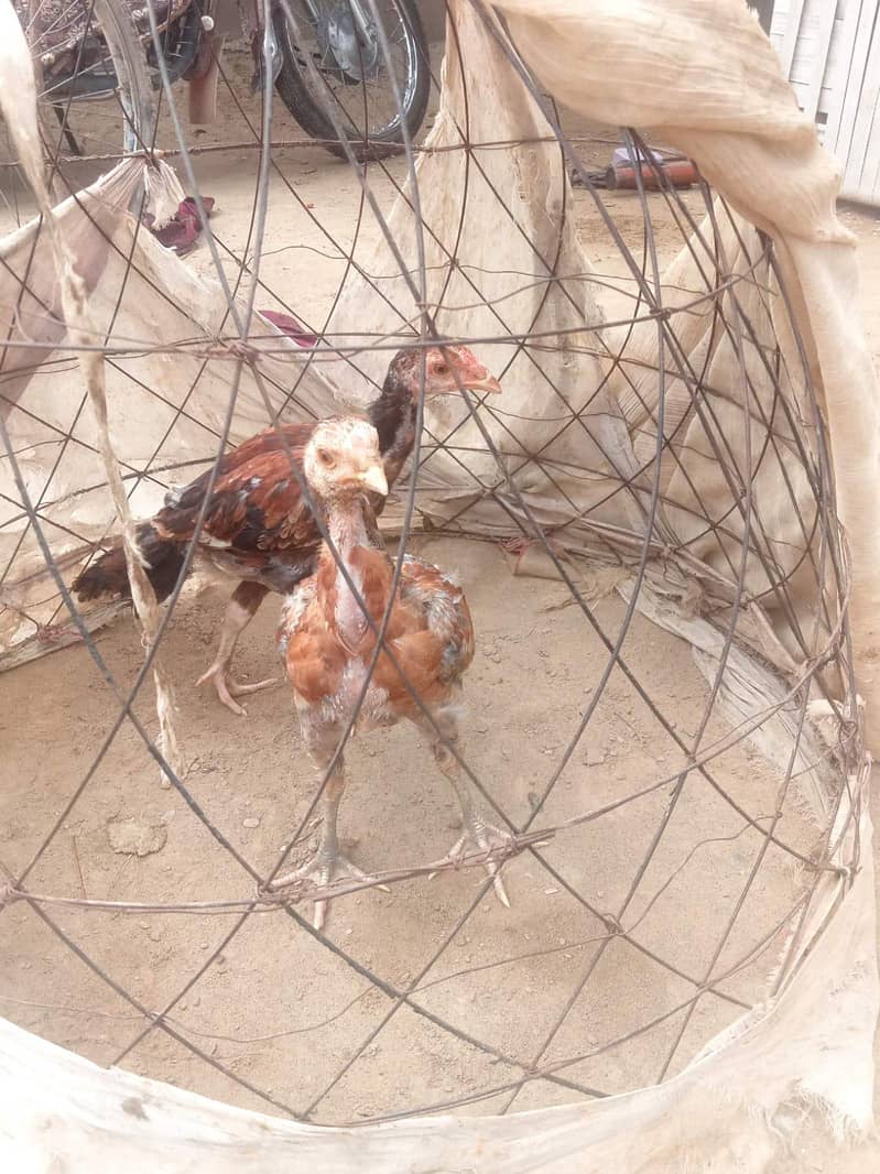 Aseel Chicks pair 1