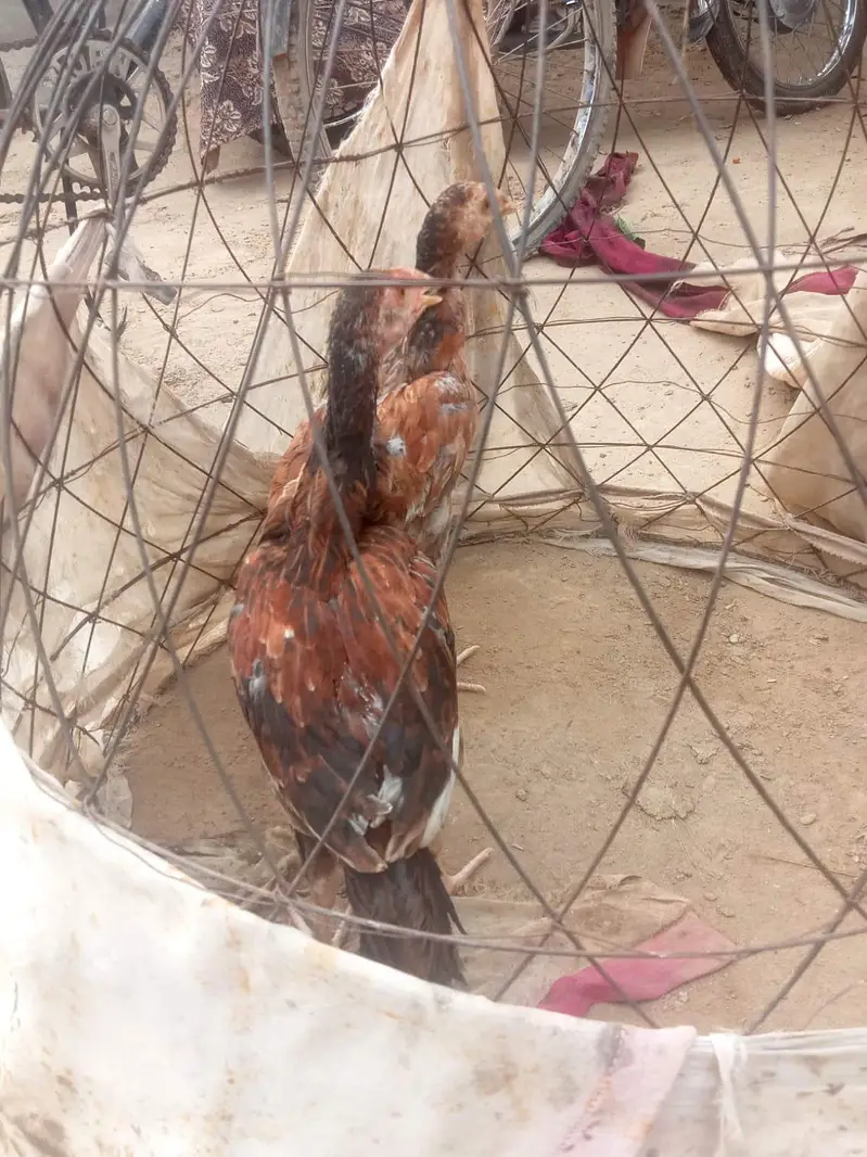 Aseel Chicks pair — photo 4