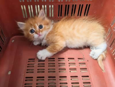 Persian kittens for sale