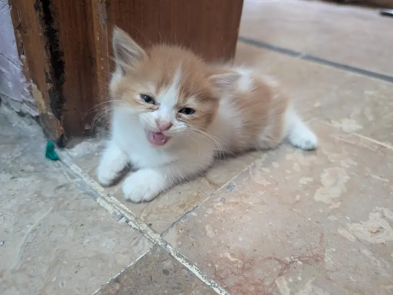 Persian kittens for sale — photo 2
