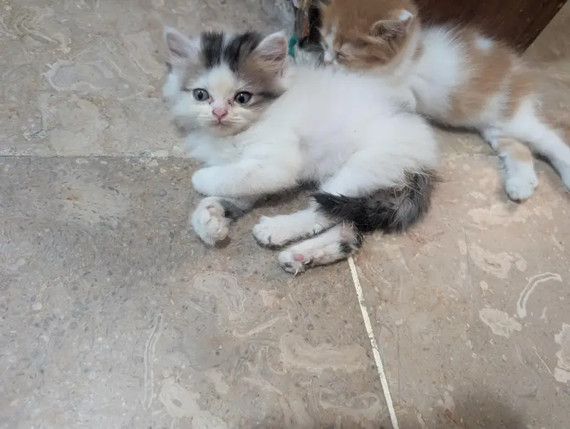Persian kittens for sale — photo 3