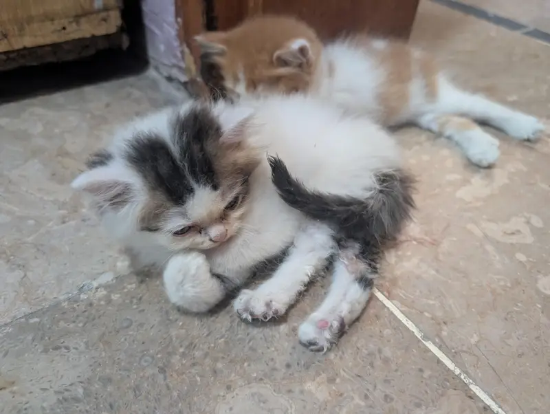 Persian kittens for sale — photo 4