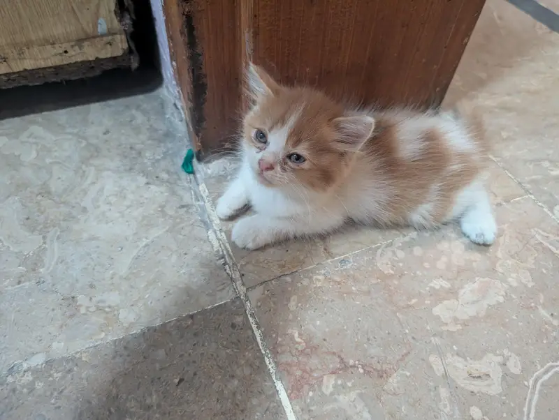 Persian kittens for sale — photo 5