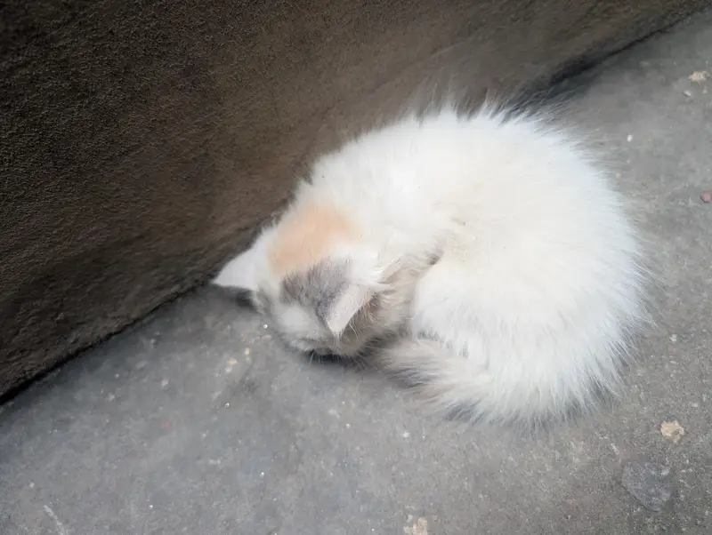 Persian kittens for sale — photo 6