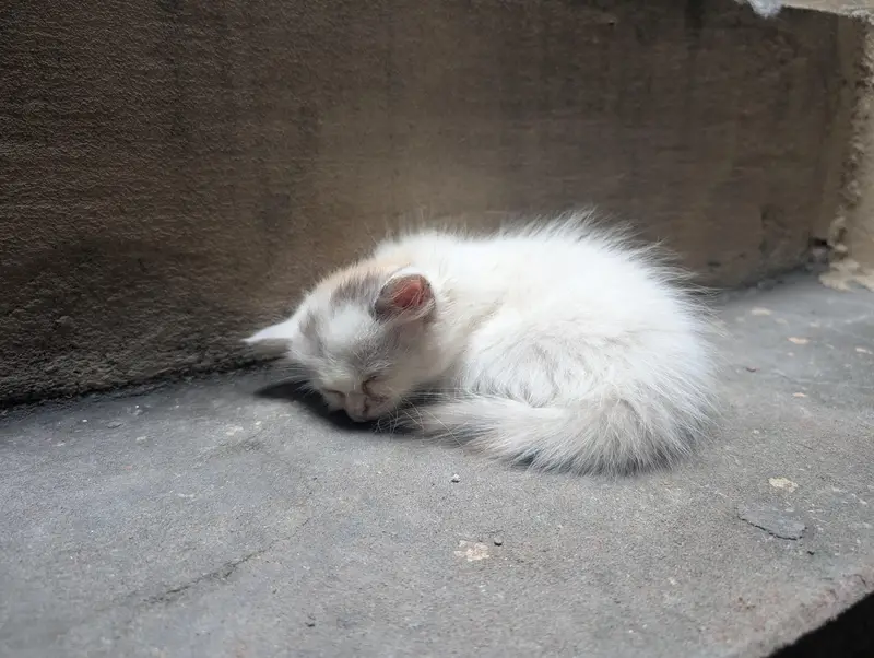 Persian kittens for sale — photo 7