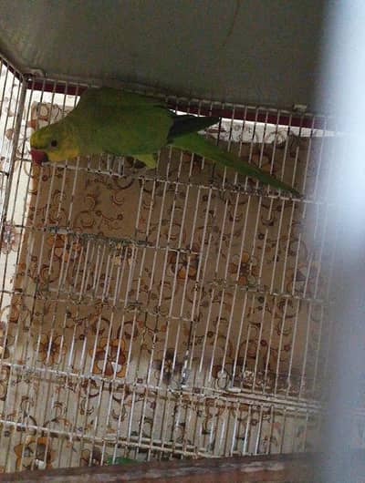 sell with cage