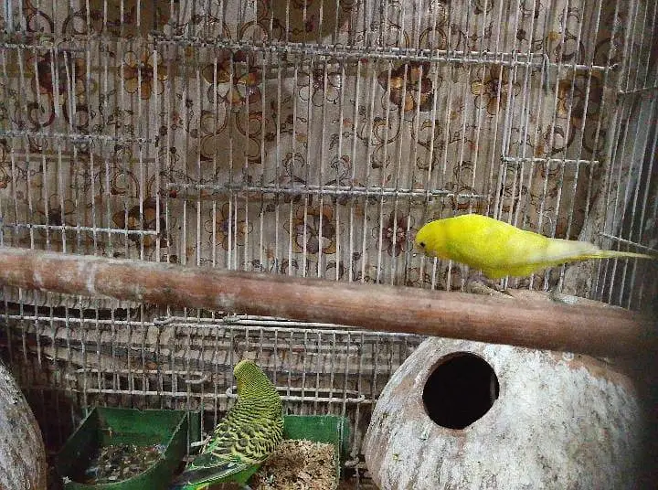 sell with cage — photo 2