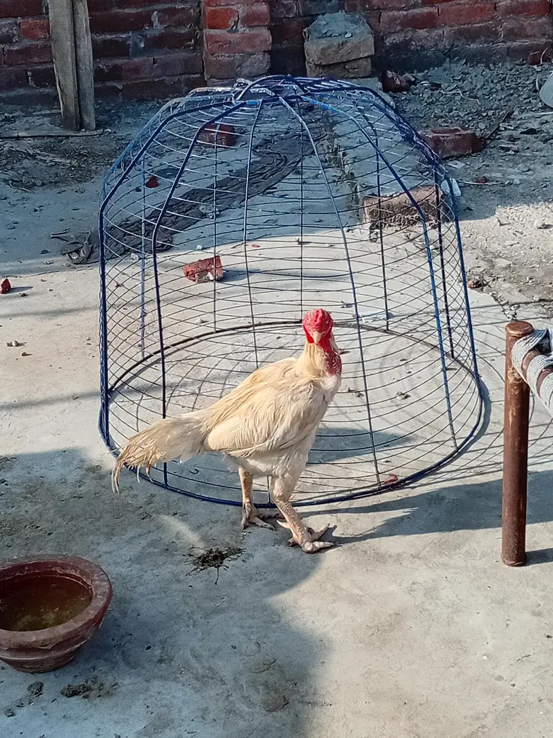 Aseel heera murga for sale — photo 2
