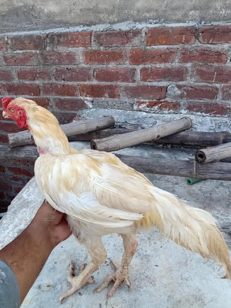Aseel heera murga for sale — photo 6