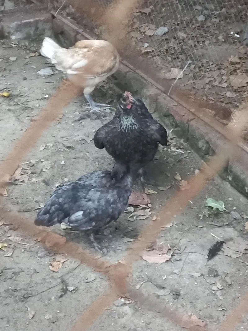 murgi for sell — photo 2