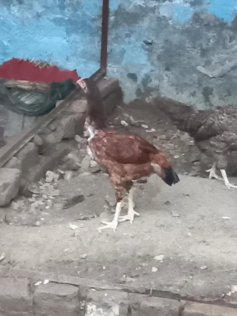 murgi for sell — photo 3