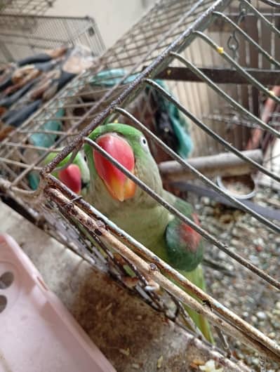 *Pahari Tota Sale 70k - Serious Buyct Karachi* 03130224598