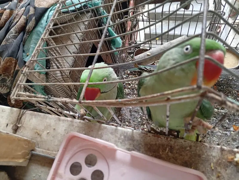 *Pahari Tota Sale 70k - Serious Buyct Karachi* 03130224598 — photo 2