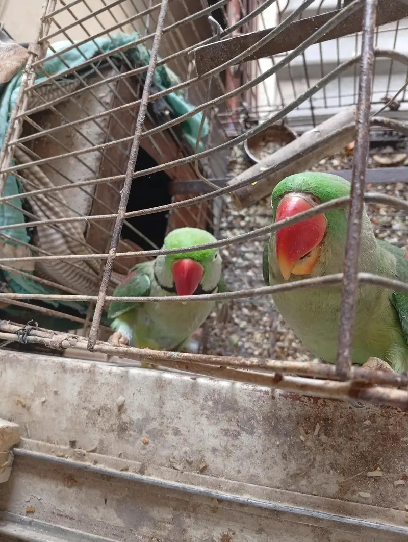 *Pahari Tota Sale 70k - Serious Buyct Karachi* 03130224598 — photo 3