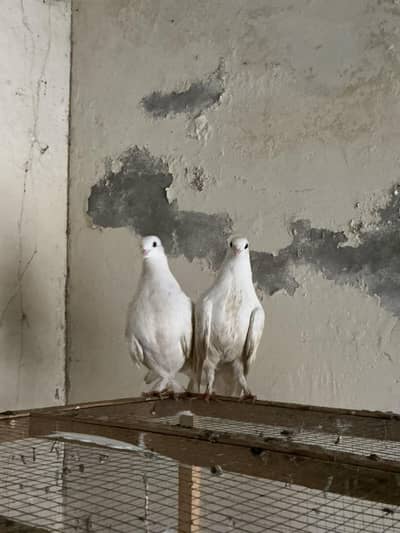 fancy pigeons ,