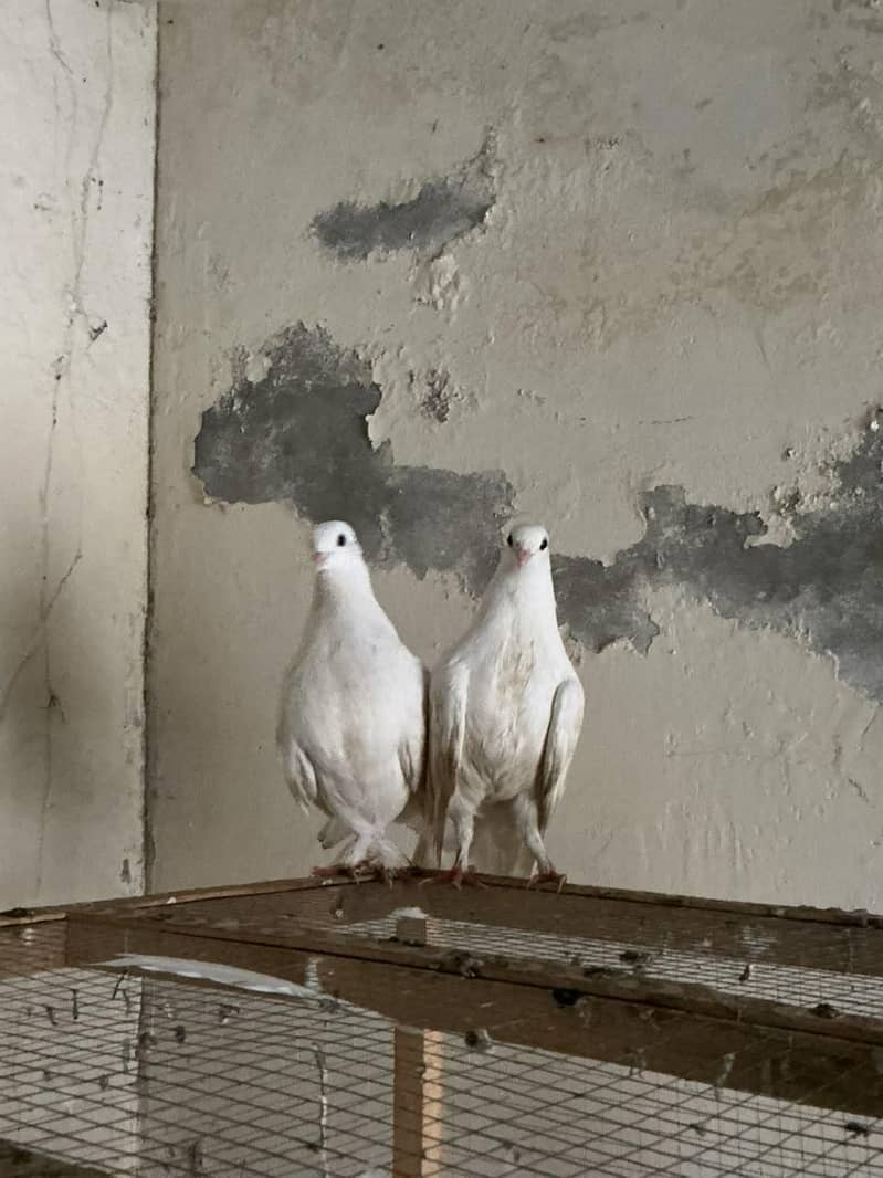 fancy pigeons , 0
