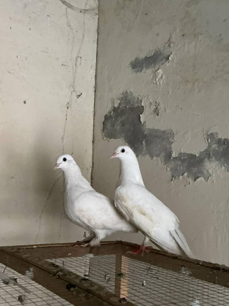 fancy pigeons , 1