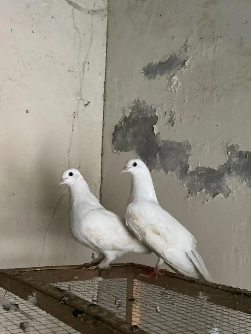 fancy pigeons , — photo 2