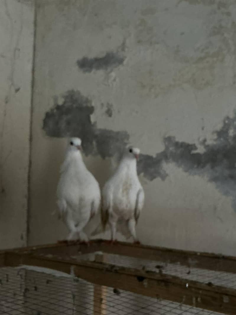 fancy pigeons , 2