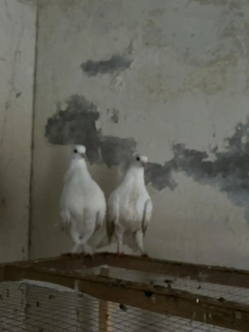 fancy pigeons , — photo 3