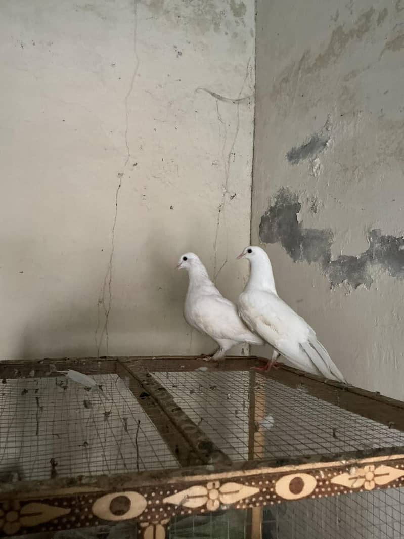 fancy pigeons , 3