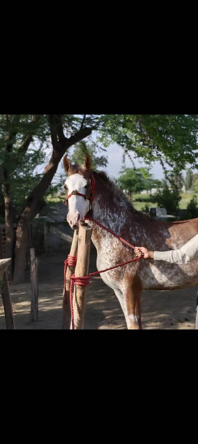The grandchild of the horse rustam