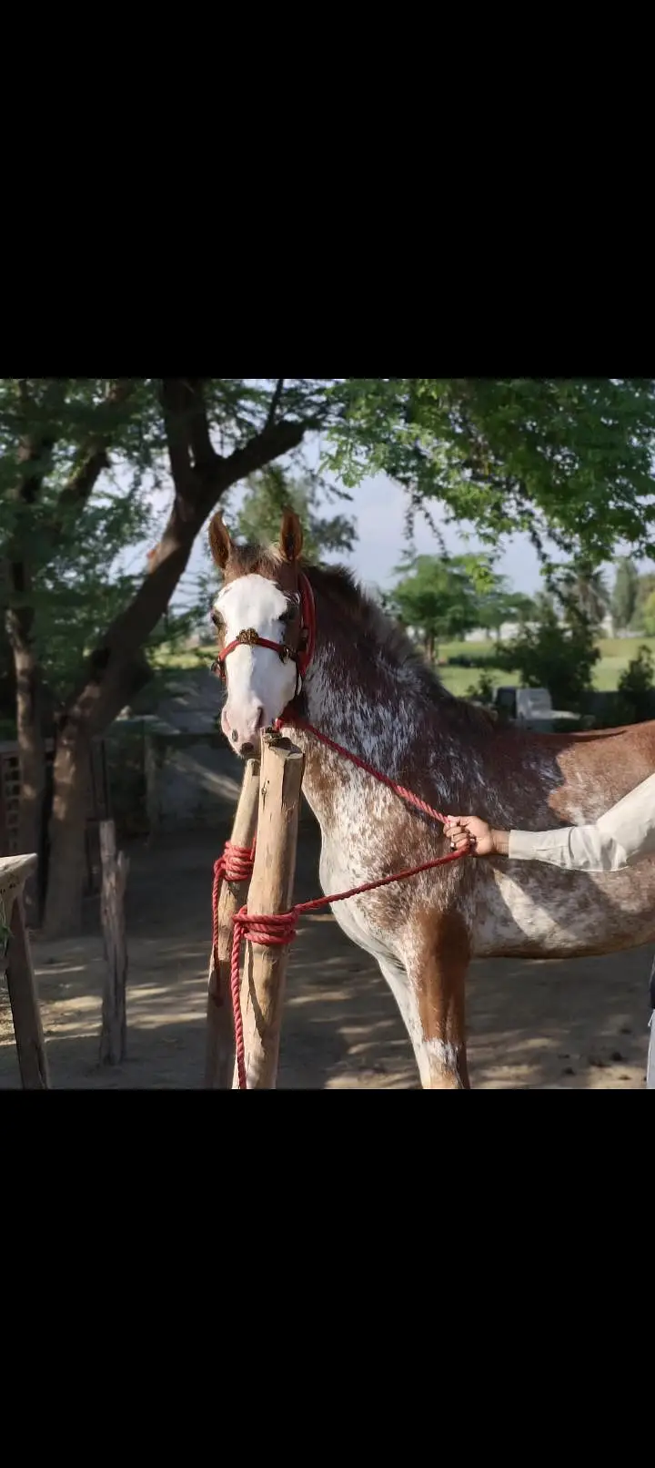 The grandchild of the horse rustam