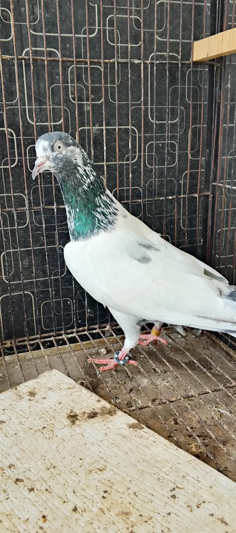 Call what's 03004905031 RS 2500 per pice — photo 2