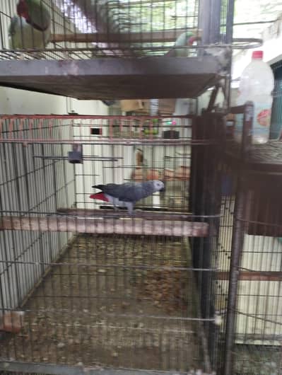wild african grey breeding male for sale