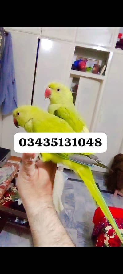 Green ringneck  parrot handtame Male/Female available