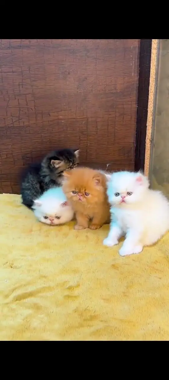 Persian cat for sale male or female vaccine clear healthy or active — photo 3