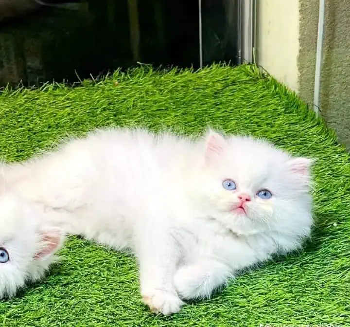 Persian cat for sale male or female vaccine clear healthy or active — photo 5