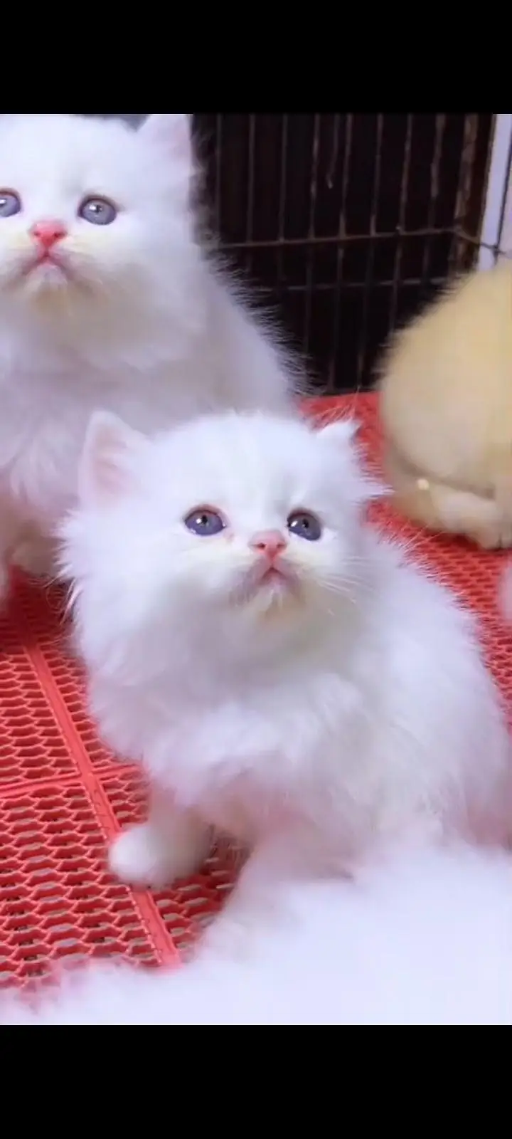 Quality Persian cat & Kittens Male & female    0322 7335071 WhatsApp — photo 2