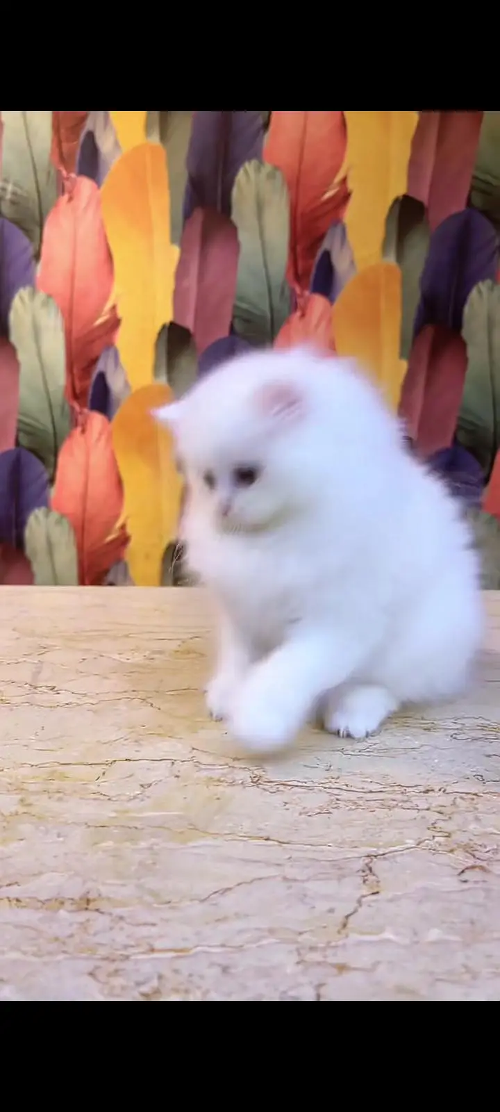 Quality Persian cat & Kittens Male & female    0322 7335071 WhatsApp — photo 3
