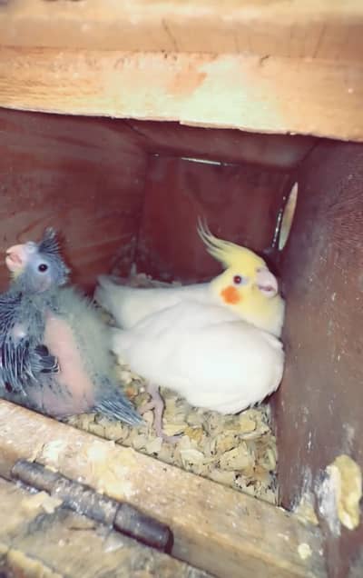 All cocktail breeding setup for sale in best price and best quality
